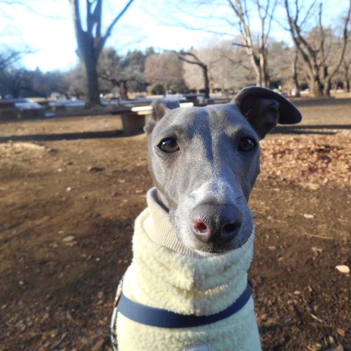 明るい場所で愛犬の顔と姿がはっきり写った、スタンプ作りに向いている写真